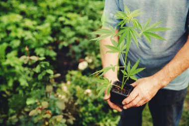 Tohumlar el tarlasında kenevir yetiştirir. Marihuana tarlası kavramı
