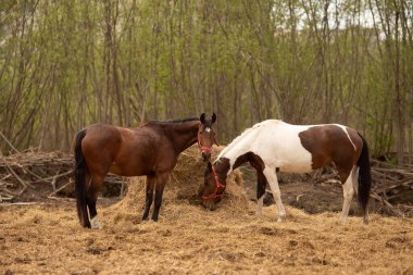 Ağaç çiftliğindeki kahverengi at atları, sonbahar fotoğrafı.