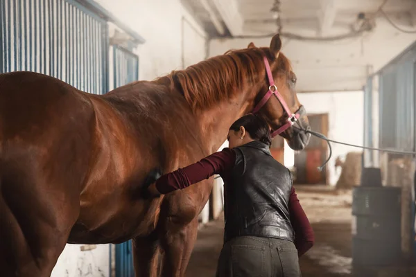 Femme toilettage brosse cheval et se prépare après la promenade en stalle — Photo