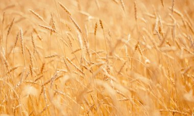 Olgun buğday, rüzgarın yakın çekim günbatımında gelişir.