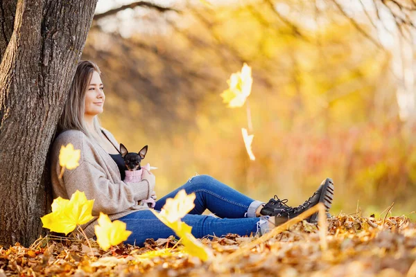 Piękne dżinsy dziewczyna i ciepły sweter siedzi w jesiennym parku z małym psem terrier w ramionach, żółte liście klonu spadają. Pojęcie melancholia bez dzieci — Zdjęcie stockowe