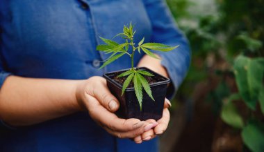 Tohumlar el tarlasında kenevir yetiştirir. Marihuana tarlası kavramı
