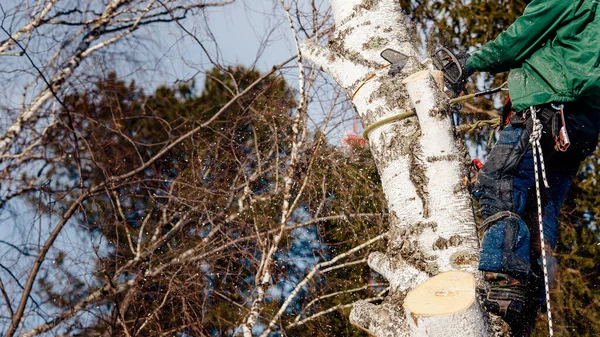 Houtsnijder zagen boom met kettingzaag blauwe lucht — Stockfoto