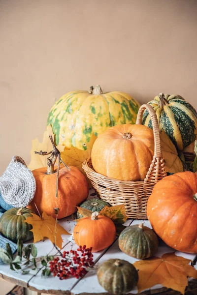 Herbst Hintergrund, natürliche Ernte von Orangenkürbissen auf rustikalem Holztisch — Stockfoto