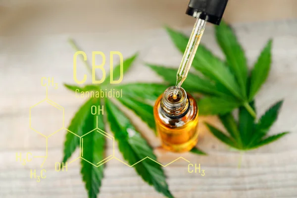 CBD Оливкова олія Macro Cannabis квітка і листя марихуани. Концепція медичних екстрактів коноплянка — стокове фото