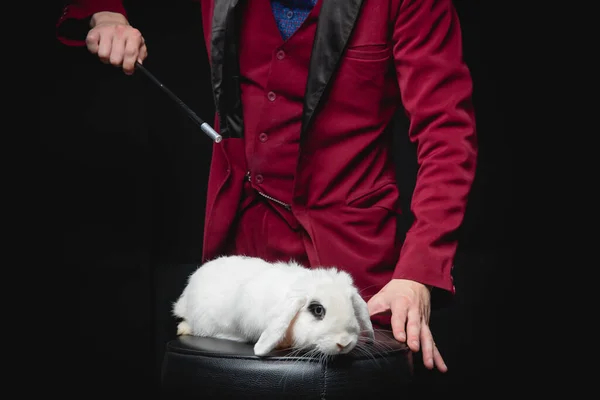 Чарівник робить трюк з білим кроликом і чарівною паличкою, пиловим синім сяйвом — стокове фото