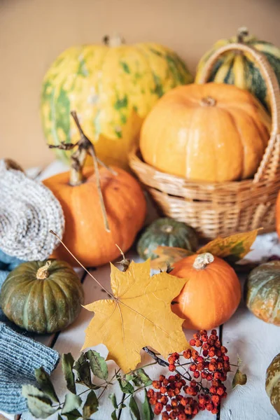 Sonbahar doğal arka plan, portakal kabağı hasadı ahşap kırsal masa üzerinde kama yaprakları ve rowan ile
