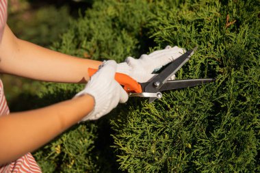 Bahçe makası ile işçi elleri çiti kesiyor, çalıları düzenliyor.