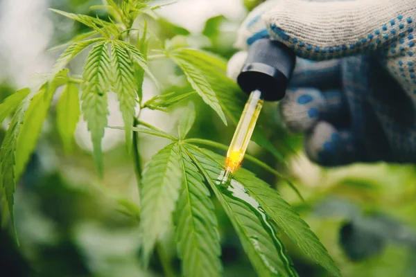 CBD Oil Macro Flores de cannabis y hojas de marihuana. Concepto extractos médicos cáñamo — Foto de Stock