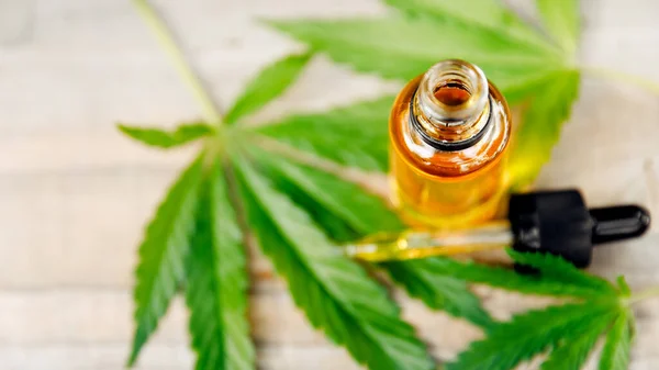 CBD Олива Macro Cannabis квітка і листя марихуани — стокове фото