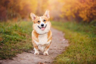 Parktaki mutlu Corgi köpeğinin portresi sonbahar ormanının arka planında gülümsüyor.