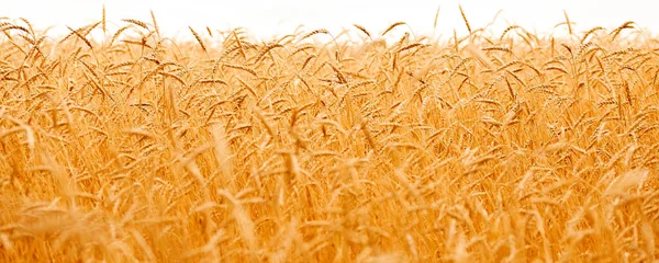 Närbild banner makro foto av gyllene korn i odlingsområdet. Begreppet natur solljus bakgrund — Stockfoto