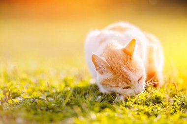 Kızıl kedi balıkçıları doğada balık yiyorlar, yaz güneşi.