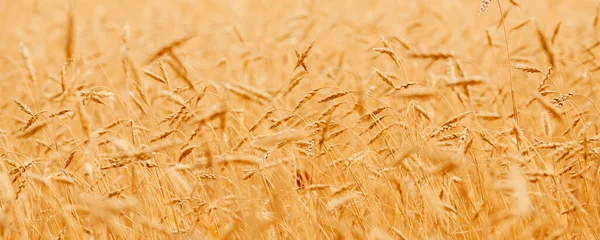 Närbild banner makro foto av gyllene korn i odlingsområdet. Begreppet natur solljus bakgrund — Stockfoto