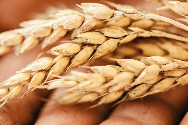 Närbild makro gyllene korn öron i händerna på jordbrukare i fält — Stockfoto