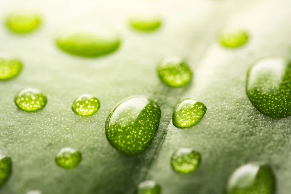 Macro gocce d'acqua di pioggia trasparente su foglia verde. Bellissimo ambiente naturale sfondo — Foto Stock