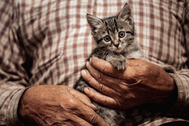 Dostluğu kavra ve kedi ve insanlara yardım et. Yaşlı adam kedi yavrusunu kollarına aldı.