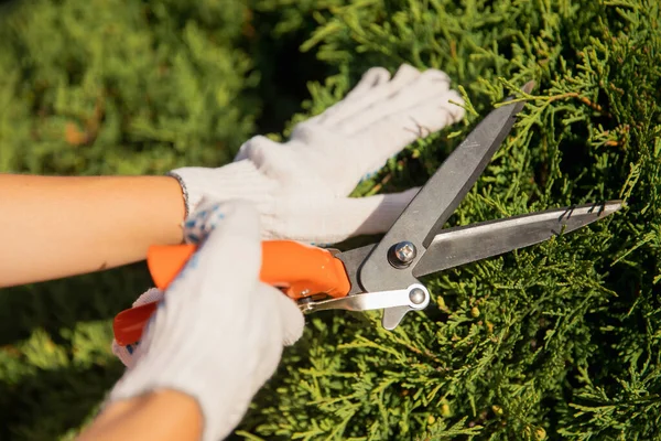 Jardinero mujer trabajador recorte arbustos y arbustos con cizallas de cobertura de acero en el jardín árbol ordenado — Foto de Stock