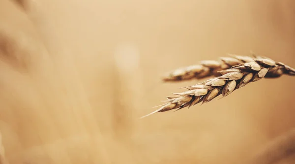 Macro foto in primo piano di orzo dorato in campo agricolo — Foto Stock