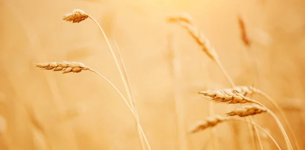 Banner makro foto av gyllene korn i odlingsfältet — Stockfoto