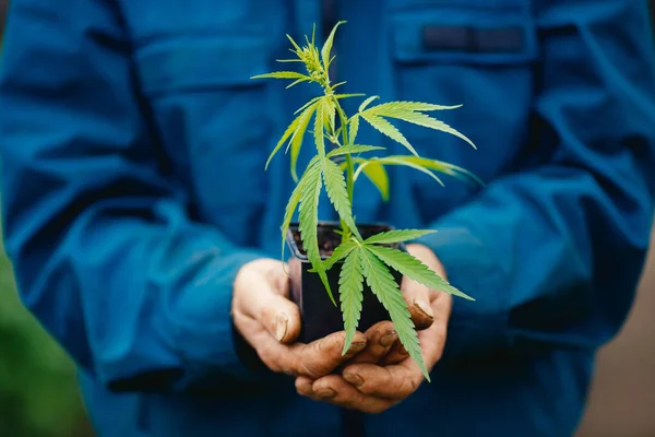 Farmer hands holds bump cannabis plant. Concept farm marijuana plantation