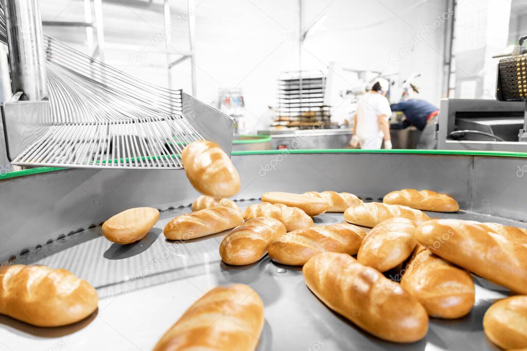 Fresh hot baked breads on automated production line bakery. Manufacture industrial