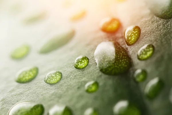 Macro gocce di rugiada di acqua piovana trasparente su foglia verde. Bello sfondo luce naturale del sole — Foto Stock