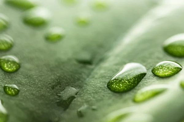 Macro gocce d'acqua di pioggia trasparente su foglia verde. Bellissimo ambiente naturale sfondo — Foto Stock