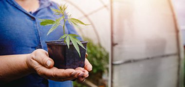 Tohumlar el tarlasında kenevir yetiştirir. Marihuana tarlası kavramı