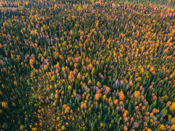 Vista aérea bela floresta colorida outono com árvores amarelas e vermelhas — Fotografia de Stock