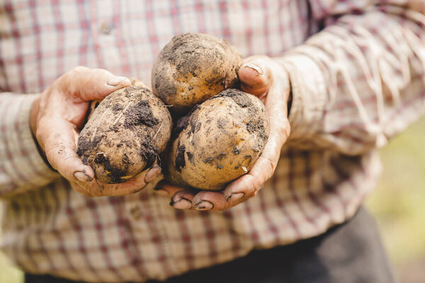 Hands elderly farmer holds raw potatoes in soil