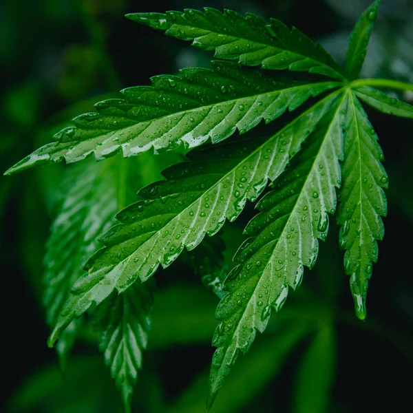 Blad groene marihuana hennep cannabis op wazig donkere achtergrond — Stockfoto