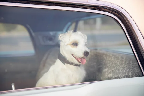 犬だけで車の中で暑い日にロックされている,遠吠えやワイン,晴れた夏に水を求めてください。 — ストック写真