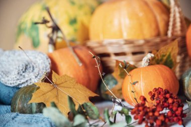 Sonbahar doğal arka plan, portakal kabağı hasadı ahşap kırsal masa üzerinde kama yaprakları ve rowan ile