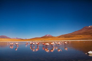 Flamingo laguna in reserva Eduardo Avaroa, salar de uyuni Bolivia