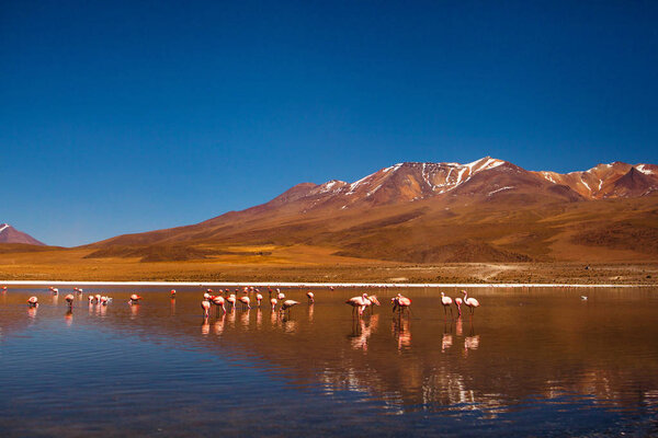 flamingo laguna in reserva Eduardo Avaroa, salar de uyuni Bolivia