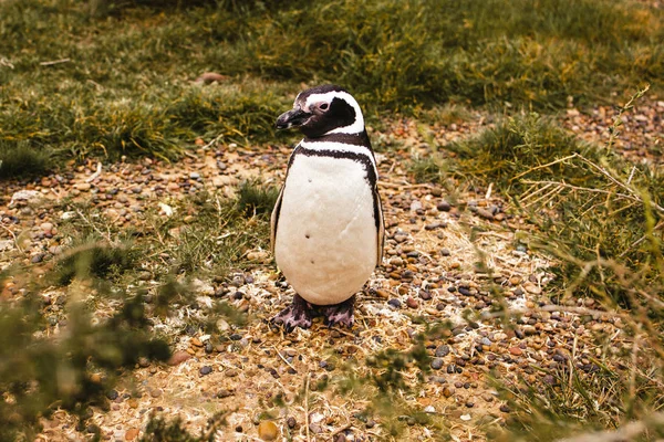 Pinguini Patagonia Peninsula Valdes Argentina Pinguino Magellano — Foto Stock