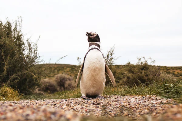 Pinguini Patagonia Peninsula Valdes Argentina Pinguino Magellano — Foto Stock