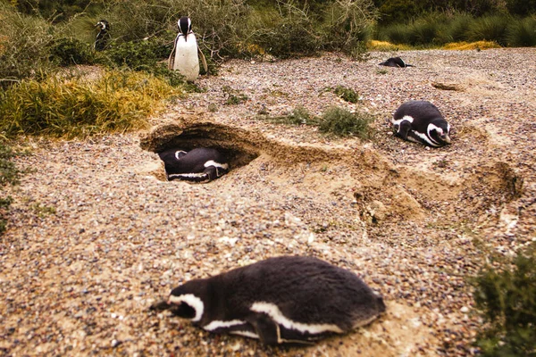 Pinguini Patagonia Peninsula Valdes Argentina Pinguino Magellano — Foto Stock