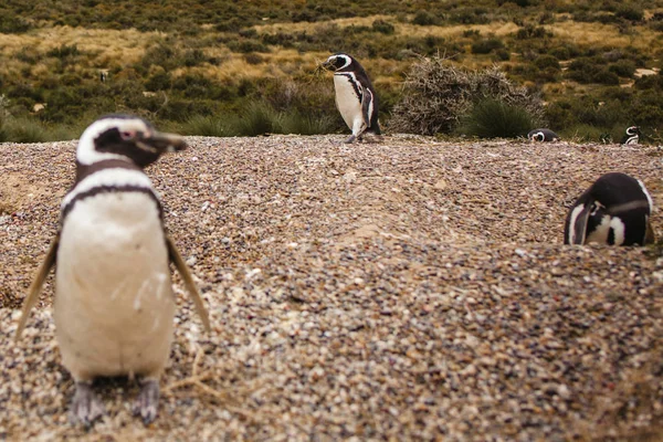 Pinguini Patagonia Peninsula Valdes Argentina Pinguino Magellano — Foto Stock