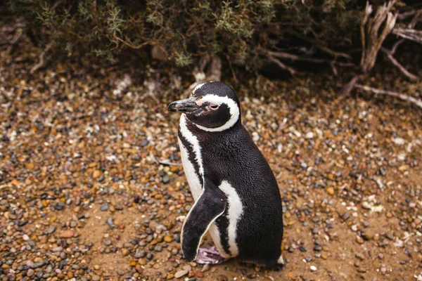 Пингвины Полуострове Патагония Вальдес Аргентина Магелланов Пингвин — стоковое фото