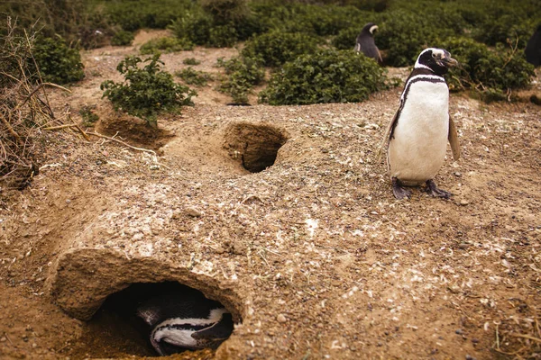 Пингвины Полуострове Патагония Вальдес Аргентина Магелланов Пингвин — стоковое фото