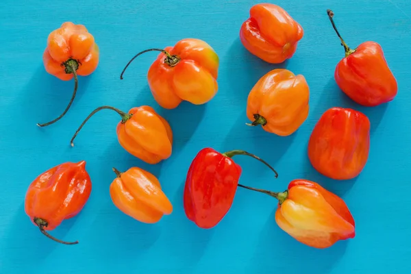 Habanero Πήγαν Chiles Πικάντικα Και Ώριμα Habanero Καυτά Πιπέρια Τσίλι — Φωτογραφία Αρχείου