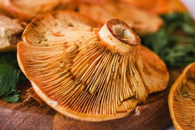 robellons mantar veya rovellons tomurcukları beyaz zemin üzerine sarı renkte