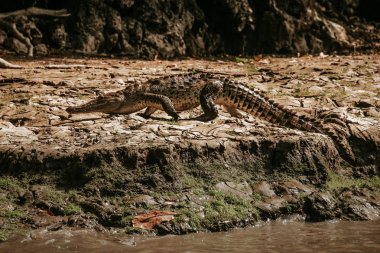 crocodile in Cañon del Sumidero Chiapas Mexico, mexican animals clipart