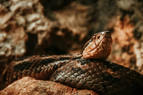Wąż meksykański zwierzę w Chiapas Meksyk — Zdjęcie stockowe