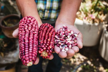 kurutulmuş kırmızı mısır koçan, Meksika'da meksika elinde kırmızı renk mısır
