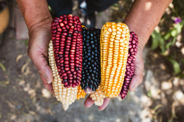 сушеная кукуруза разных цветов в мексиканских руках в Мексике
