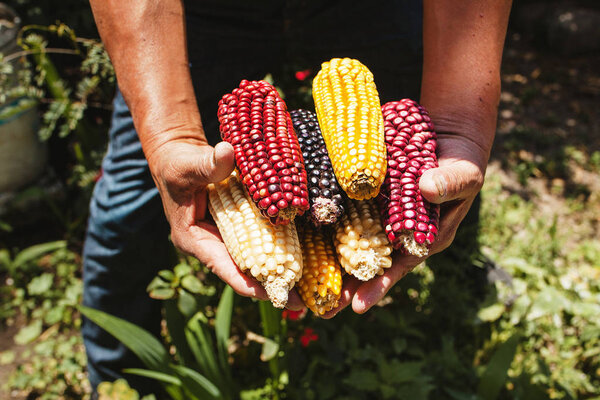 сушеная кукуруза разных цветов в мексиканских руках в Мексике
