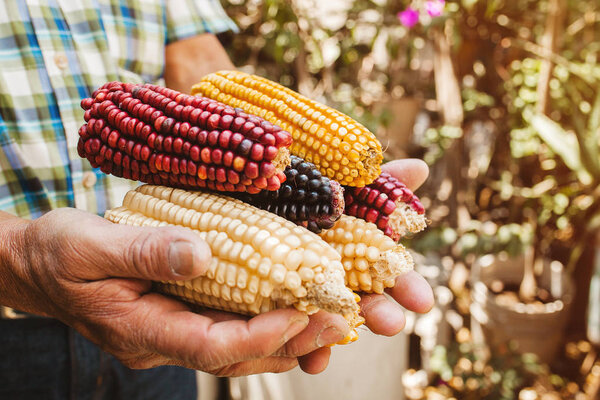 сушеная кукуруза разных цветов в мексиканских руках в Мексике

